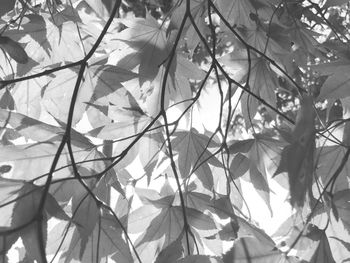 Low angle view of leaves
