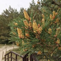 Close-up of fresh green plant
