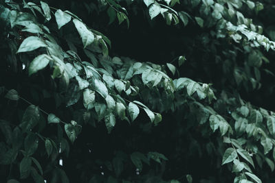 Full frame shot of fresh green leaves