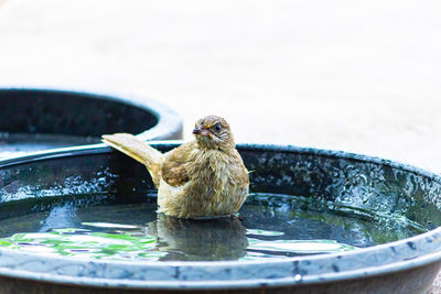 Bird in a lake