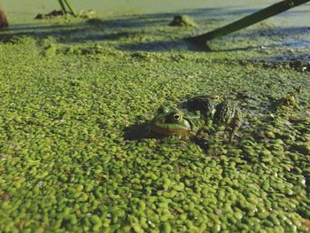 Close-up of a turtle in the water