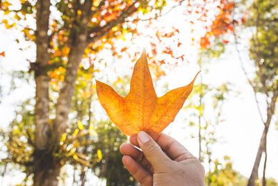 Close-up of hand holding maple leaves during autumn