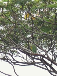 Low angle view of bird perching on tree