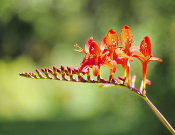 Close-up of red flowering plant