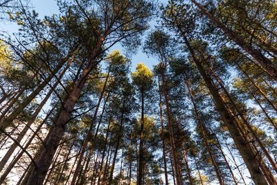 Low angle view of bamboo trees