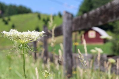 Close-up of flowering plant on field