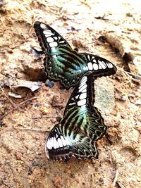 High angle view of butterfly on leaf