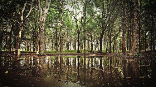 Trees in forest