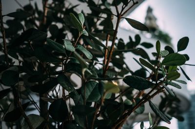 Close-up of fresh plant against sky