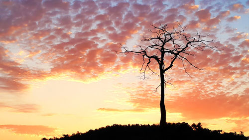 Silhouette tree against dramatic sky during sunset