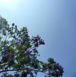 Low angle view of flowering tree against blue sky
