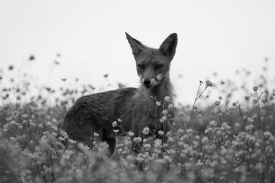 Close-up of fox