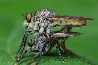 Close-up of fly