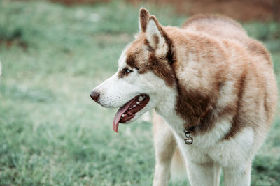 Close-up of dog looking away