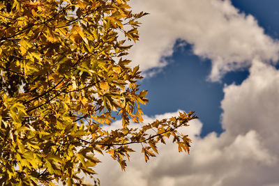 Low angle view of autumnal tree against sky