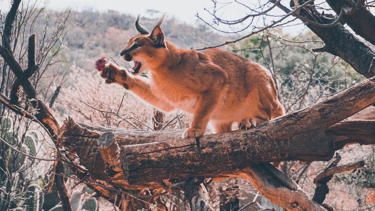 CAT LOOKING AWAY ON TREE