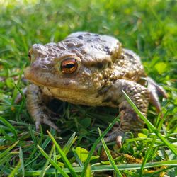 Close-up of frog on field