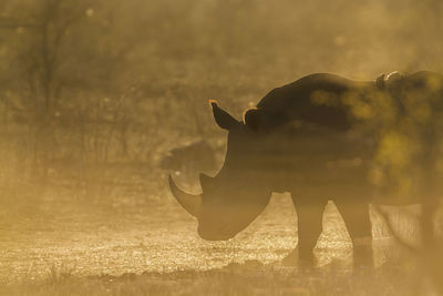 Rhinoceros standing by lake