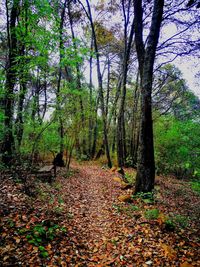 Trees in forest during autumn