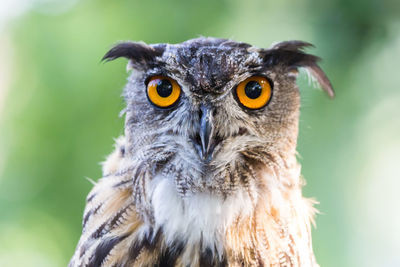 Close-up portrait of owl