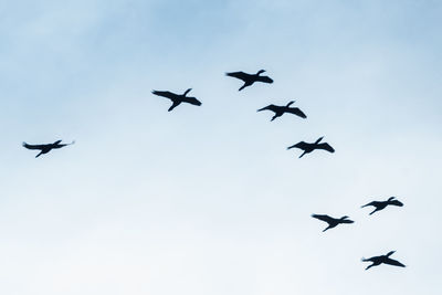 Low angle view of birds flying in sky