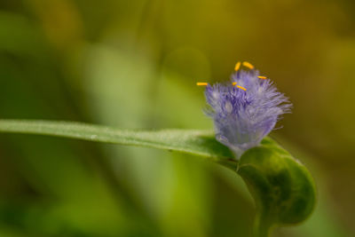 Close-up of purple flowering plant