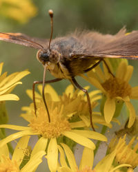 Butterfly on flower