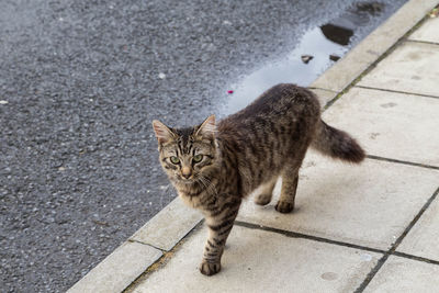 High angle portrait of cat on sidewalk in city