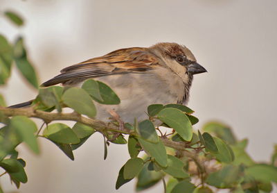 Close-up of bird perching on plant