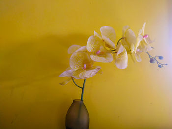 Close-up of yellow flower in vase against wall