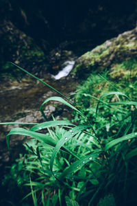 High angle view of plants growing on land