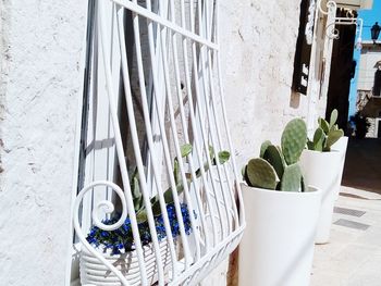 Potted plants hanging on wall