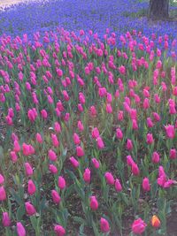 Close-up of pink crocus flowers blooming on field