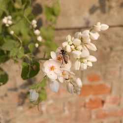 Close-up of bee on white flowers