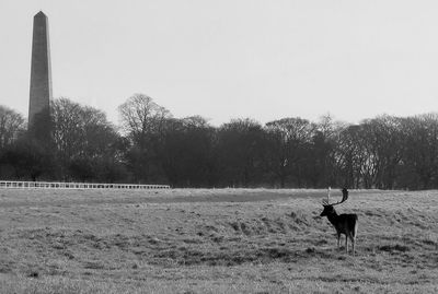 Horse in a field