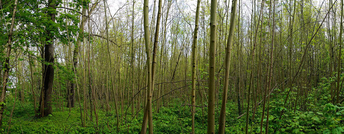 Pine trees in forest