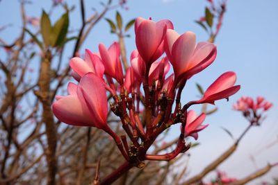 Close-up of pink cherry blossom