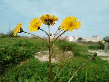 Close-up of yellow flowering plant on field