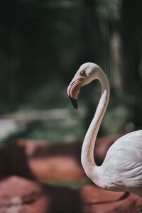 Flamingo in forest