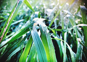 Close-up of lizard on grass