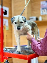 Cropped hand of woman cutting dog hair