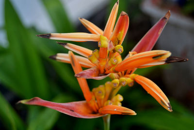 Close-up of orange flower