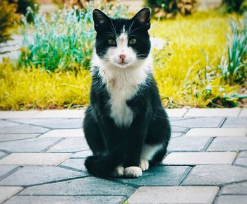 Portrait of cat sitting on footpath