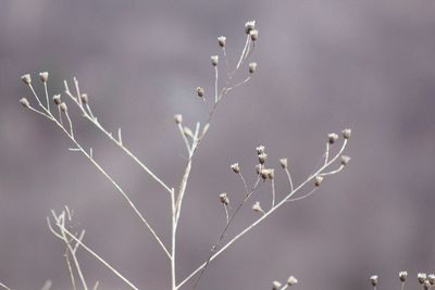 Close-up of raindrops on plant