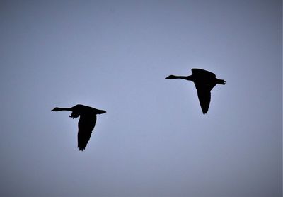 Low angle view of birds flying in sky