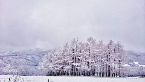 Trees on snow covered landscape against sky