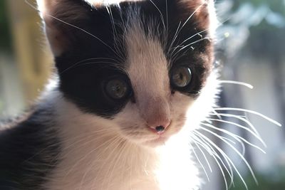 Close-up portrait of cat