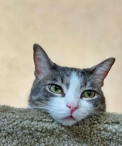 Close-up portrait of cat