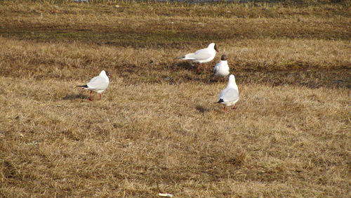 Seagulls on grass