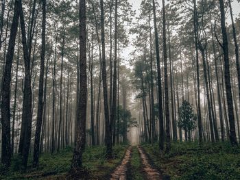 Panoramic view of trees in forest